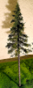 FREON SG2 Mountain Spruce  - Świerk Wysokogórski Większy 18/20 cm 3 sztuki